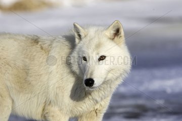 Portrait of a Wolf in the snow in the USA