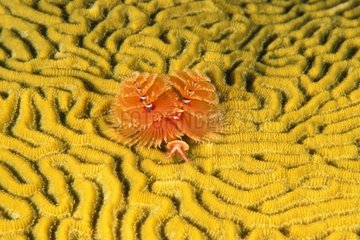 Spirograph based coral yellow Antilles