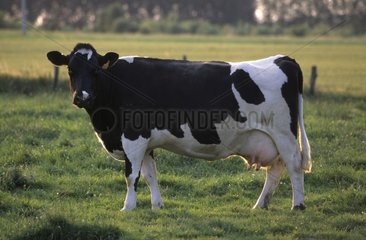 Vache de race Prim'Holstein dans un pré France