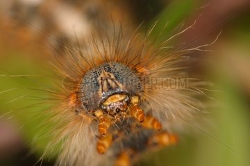 Portrait of a Caterpillar Villeneuve du Latou Ariege France