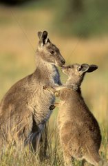 Tendresse entre un jeune Kangourou gris de l'Est et femelle