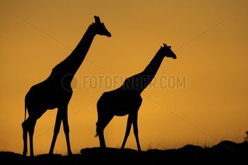 Silhouettes of Masai Giraffe at sunrise Masai Mara Kenya