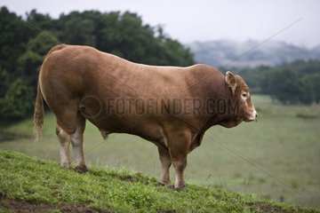 Limousinbulle in einer hügeligen Wiese Frankreich
