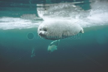 Jeune phoque du Groenland nageant sous l'eau