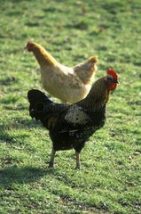 Coq et poule dans l'herbe France