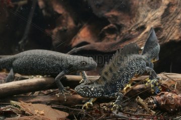 Courtship behaviour of Northern Crested Newt