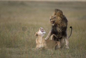 Accouplement de lions Masaï Mara Kenya