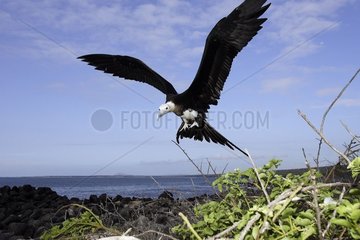 Great Frigatebird landing Galapagos