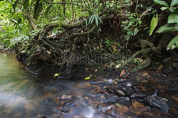 Brook in the rainforest Bukit Barisan Selatan Sumatra