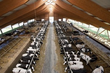 Holstein cows lined up in their crib Germany
