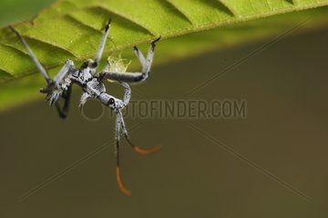 Insect in underwood Upper Amazon Peru