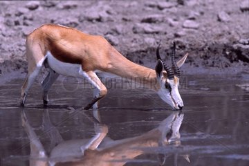 Springbok -Trinken in einem Pond -Nationalpark von Etosha