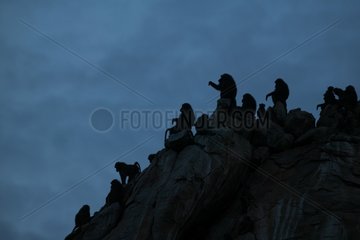 Babouins dogueras sur une colline de rochers Kenya
