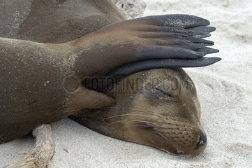 Lion de mer des Galapagos dormant sur la plage Santa Fé