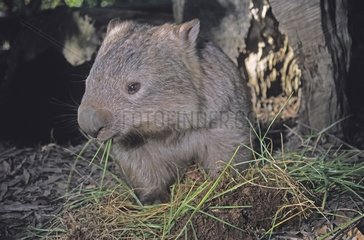 Common Wombat feeding on grass Australia