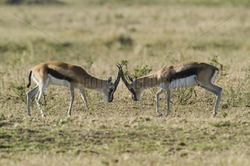 Thomson's gazelle male fighting Masai Mara Kenya