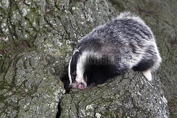 Young European Badger growling at the entrance of the burrow