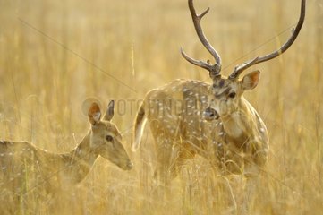 Axis Deer und einer seiner weiblichen NP -Bandhavgarh Indien