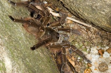 Goliath birdeater tarantula on rock French Guiana