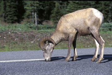 Male of bighorn sheep in the middle of a road Canada
