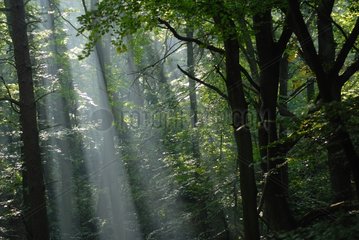 Rays of sunlight passing through the trees in Honfleur