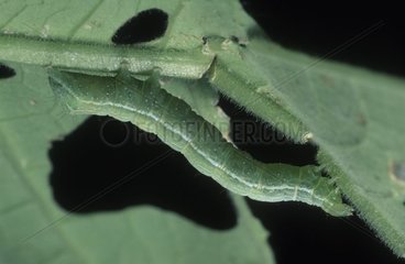 Caterpillar of Pieridae eating a leaf Spain