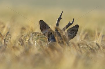 Chevreuil caché dans les herbes d'un sous bois France