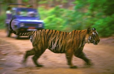 Bengalischer Tiger überquert einen PN -Bandhavgarh India Track
