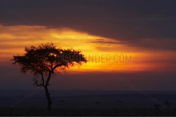 Sunset on the Masai Mara reserve Kenya