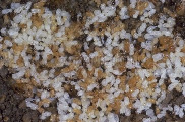 Ameisenkolonie kÃ¼mmern sich um Eier  Puppen und Larve