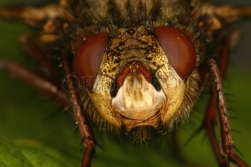 Close-up of Hoverfly's head Belgium