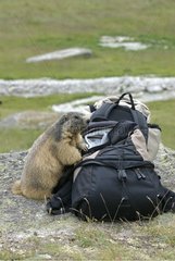 Alpine marmot searching fo food in a rucksack France