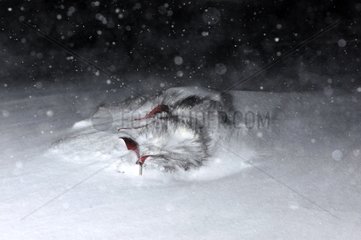 Schlittenhund während eines Schneesturms Grönland