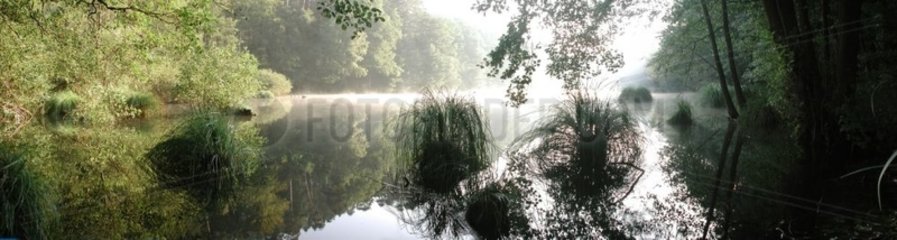 Teich im Morgen im Sommer Frankreich im Torf -Moor