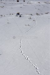 Grey Wolf Tracks im Snow Yellowstone USA