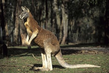 Red kangaroo in a park in Australia