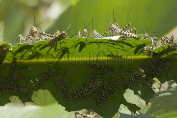 Locusts eating a leaf Refuge Hacienda Barù Costa Rica