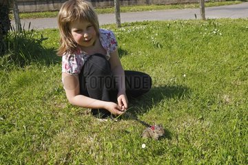 Girl walking her Octodon on a leash in the grass France