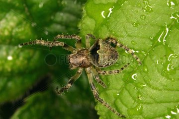 Spider on a leaf Sieuras Ariège France