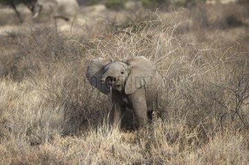 Eléphant d'Afrique dans la savane PN de Samburu Kenya