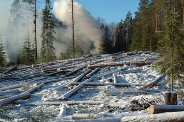 Klares Schneiden in einem Nadelwald -Lettland