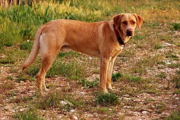 Bastard -Hund in der Landschaft Frankreichs
