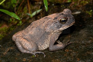 Marine Toad Männchen im Wald in der Nacht Französisch -Guayana