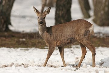 Roe-deer in snow