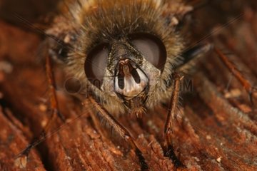 Close-up of a Tachinid fly's head Sieuras Ariège France