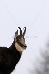 Portrait of a Chamois on white sky Gran Paradiso NP Italy