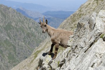 Female Ibex on the edge of a cliff Mercantour NP France