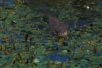 European otter swimming among aquatic plants