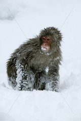 Japanische Makaken im Schnee