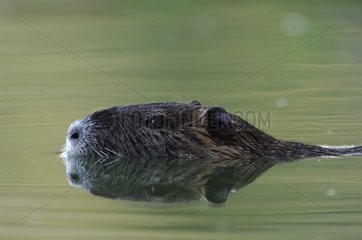 Nutria swimming in the Allier river France